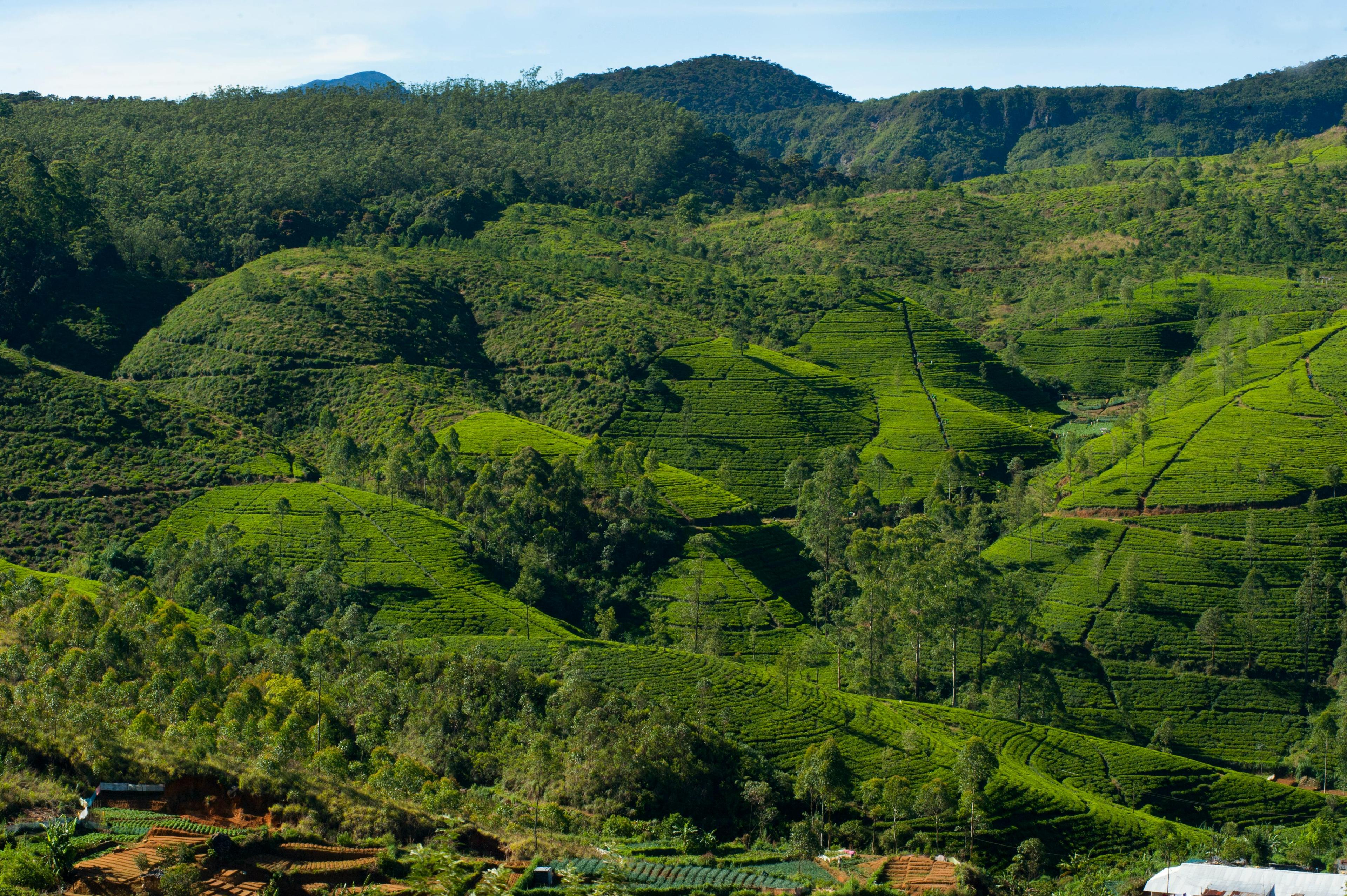 Nuwara Eliya